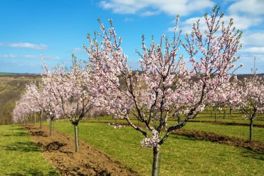Badem bahçesi, Hustopece, Güney Moravya, Çek Cumhuriyeti yakınlarında çiçek açan pembe badem bahçesinin bahar manzarası.