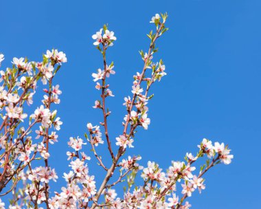 Almond orchard, spring view of a blossoming pink almond orchard branch clipart