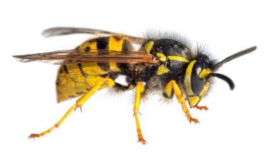 Beyaz arka planda Latin Vespula Vulgaris veya Germanica 'da izole edilmiş Avrupa eşek arısı veya Alman sarı ceketi