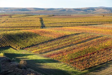 vineyard, autumn in the vineyard, yellow coloured vine plants, From Zimarky hill, South Moravia, Czech Republic clipart