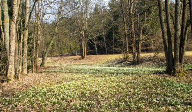 Beyaz çiçekli bahar çayırları kar taneleri Latin leucojum vernum çiçekleri
