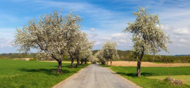 İlkbahar manzarası ve çiçek açan bir elma ağacı sokağı.