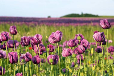 Çiçekli afyon haşhaş tarlası, Latin papaver somniferum 'da, gıda endüstrisi için Çek Cumhuriyeti' nde koyu mor haşhaş yetiştirilir.