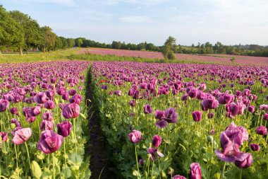 Çiçekli afyon haşhaş tarlası, Latin papaver somniferum 'da, gıda endüstrisi için Çek Cumhuriyeti' nde koyu mor haşhaş yetiştirilir.