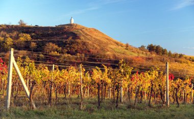 vineyard evening view, Chapel of St. Cyril and Methodius on Zimarky hill, autumn in vineyards, yellow coloured vine plants, South Moravia, Czech Republic clipart