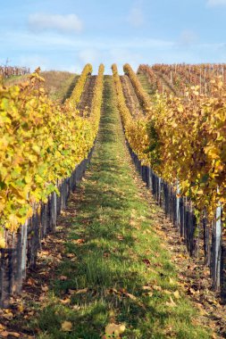 Üzüm bağı, üzüm bağında sonbahar, sarı asma bitkileri, Güney Moravya, Çek Cumhuriyeti