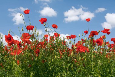 Kırmızı gelincik tarlası ya da gelincik, mısır haşhaşı, mısır gülü, tarla gelinciği, afyon, latin papaver Rhoaes