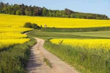 Tecavüz tohumu tarlası, kanola veya colza latin brassica napus toprak yolda, tecavüz tohumu yeşil enerji ve petrol endüstrisi için bitkidir.