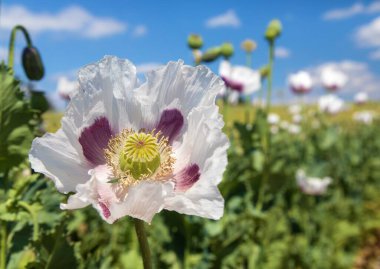 Afyon haşhaş çiçeğinin ayrıntıları, Latin papaver somniferum 'da, Çek Cumhuriyeti' nde gıda endüstrisi için beyaz renkli çiçekli haşhaş yetiştirilir.
