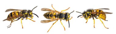 Beyaz arka planda Latin Vespula vulgaris germanica ile izole edilmiş üç Avrupa eşekarısı veya Alman sarı ceketi.