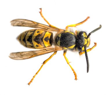 Beyaz arka planda Latin Vespula Vulgaris veya Germanica 'da izole edilmiş Avrupa eşek arısı veya Alman sarı ceketi