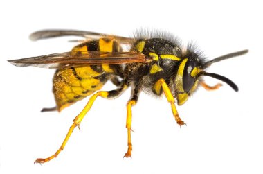 Beyaz arka planda Latin Vespula Vulgaris veya Germanica 'da izole edilmiş Avrupa eşek arısı veya Alman sarı ceketi