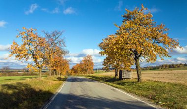 Kiraz ağaçları sokağı, Latin Prunus Avium 'da sonbahar renkli yol ve kiraz ağaçları sokağı manzarası
