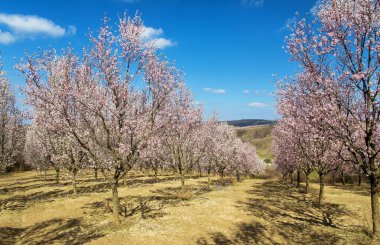Badem bahçesi, Hustopece, Güney Moravya, Çek Cumhuriyeti yakınlarında çiçek açan pembe badem bahçesinin bahar manzarası.