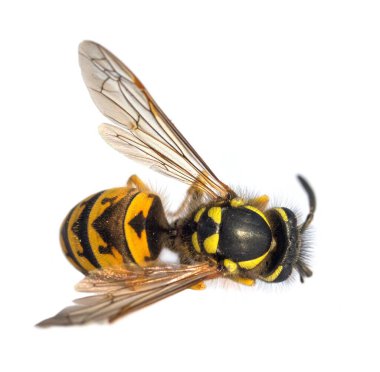 Beyaz arka planda Latin Vespula Vulgaris veya Germanica 'da izole edilmiş Avrupa eşek arısı veya Alman sarı ceketi