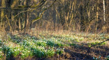 Beyaz çiçekli bahar çayırları kar taneleri Latin leucojum vernum çiçekleri