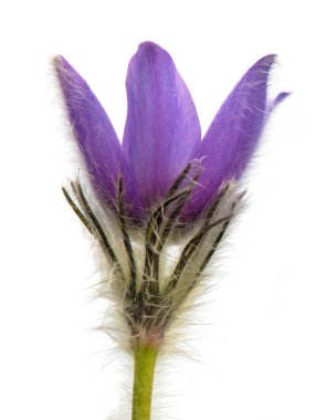 Pasqueflower beyaz arkaplanda izole edildi. Daha büyük pask çiçeğinin güzel mavi çiçeği ya da latin pulsatilla grandis çayırda pasqueflower