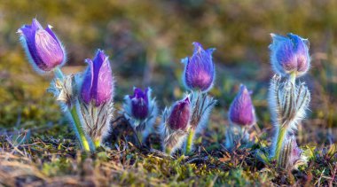 Pasqueflower. Daha büyük pask çiçeğinin güzel mavi çiçeği ya da latin pulsatilla grandis çayırda pasqueflower