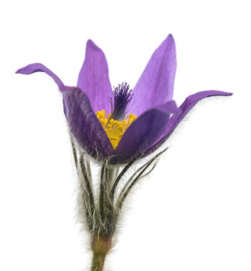 Pasqueflower beyaz arkaplanda izole edildi. Daha büyük pask çiçeğinin güzel mavi çiçeği ya da latin pulsatilla grandis çayırda pasqueflower