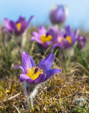 Pasqueflower, daha büyük pask çiçeğinin güzel mavi çiçeği ya da latin pulsatilla grandis içinde çayırdaki paskalya çiçeği.