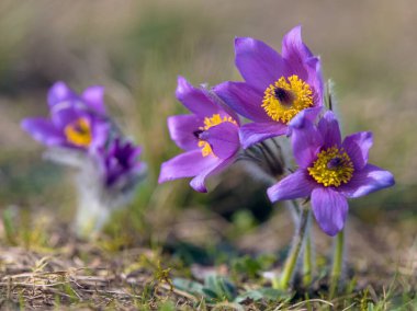 Pasqueflower, daha büyük pask çiçeğinin güzel mavi çiçeği ya da latin pulsatilla grandis içinde çayırdaki paskalya çiçeği.