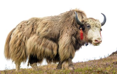 Yak ya da dzo, latin Bos mutus grunniens, beyaz arka planda izole kahverengi öküz