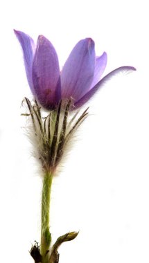 Pasqueflower beyaz arkaplanda izole edildi. Daha büyük pask çiçeğinin güzel mavi çiçeği ya da latin pulsatilla grandis çayırda pasqueflower