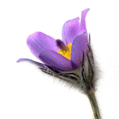 Pasqueflower beyaz arkaplanda izole edildi. Daha büyük pask çiçeğinin güzel mavi çiçeği ya da latin pulsatilla grandis çayırda pasqueflower