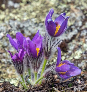 Pasqueflower, daha büyük pask çiçeğinin güzel mavi çiçeği ya da latin pulsatilla grandis içinde çayırdaki paskalya çiçeği.