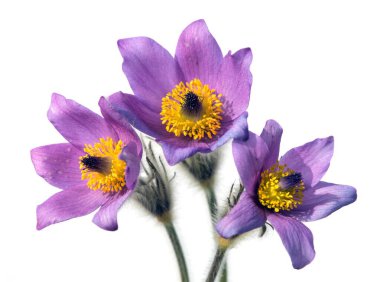 Pasqueflower, beyaz arka planda üç Pasqueflower izole edilmiş. Daha büyük pask çiçeğinin güzel mavi çiçeği ya da latin pulsatilla grandis çayırda pasqueflower