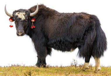 Yak ya da dzo, beyaz arka planda siyah beyaz öküz, Latince Bos mutus grunniens