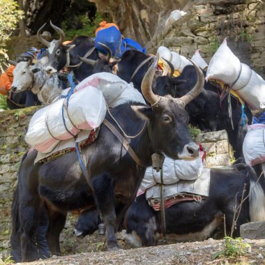 Öküz kervanı ya da yük taşıyan dzo Everest ana kampına giderken, mal ve bagaj, Nepal Himalayalar dağları.
