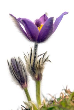 Pasqueflower beyaz arkaplanda izole edildi. Daha büyük pask çiçeğinin güzel mavi çiçeği ya da latin pulsatilla grandis çayırda pasqueflower