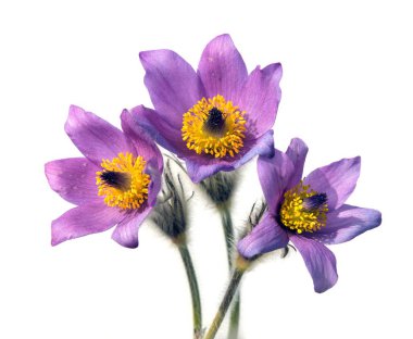 Pasqueflower, beyaz arka planda üç Pasqueflower izole edilmiş. Daha büyük pask çiçeğinin güzel mavi çiçeği ya da latin pulsatilla grandis çayırda pasqueflower