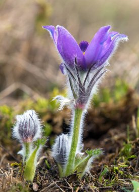 Pasqueflower, daha büyük pask çiçeğinin güzel mavi çiçeği ya da latin pulsatilla grandis içinde çayırdaki paskalya çiçeği.