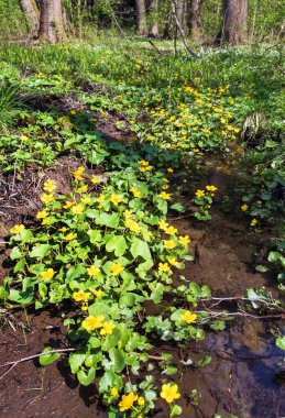 Caltha Palustris, Marsh-Marigold ya da Kingcup olarak bilinir.