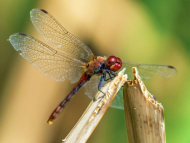 Latince Sympetrum Sanguineum 'da kırmızı yusufçuk.