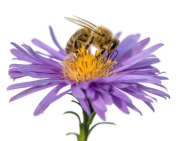 Latin Apis Mellifera 'da arı ya da bal arısı, avrupalı ya da batı bal arısı beyaz arka planda izole edilmiş mavi çiçekte oturuyor