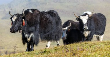 Himalayalar 'da öküz, Yak ya da dzo grubu Latin Bos mutus grunniens Nepal Himalayas dağlarından