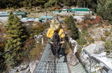 Sırt çantaları ip asma köprüsünde asılı sırt çantalarıyla Namche Bazar, Nepal Himalayas dağları yakınlarındaki Everest ana kampına giderken latin Bos mutus grunniens içinde Yak veya dzo.