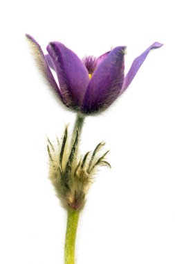 Pasqueflower beyaz arkaplanda izole edildi. Daha büyük pask çiçeğinin güzel mavi çiçeği ya da latin pulsatilla grandis çayırda pasqueflower