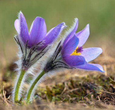 Pasqueflower, daha büyük pask çiçeğinin güzel mavi çiçeği ya da latin pulsatilla grandis içinde çayırdaki paskalya çiçeği.