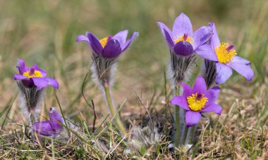 Pasqueflower, daha büyük pask çiçeğinin güzel mavi çiçeği ya da latin pulsatilla grandis içinde çayırdaki paskalya çiçeği.