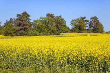 Latin Brassica Napus 'taki kolza tarlası gökyüzünde güzel bulutlar, yeşil enerji ve petrol endüstrisi için kolza tohumu, ilkbahar altın çiçek tarlası
