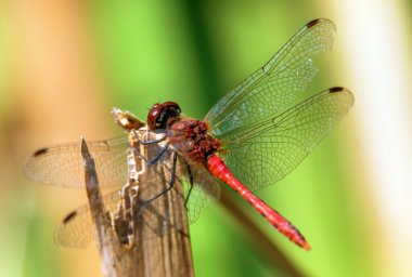 Latince Sympetrum Sanguineum 'da kırmızı yusufçuk.