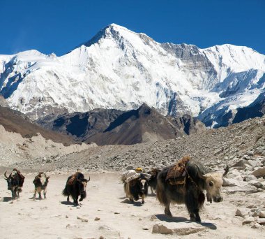 Cho Oyu Tepesi 'nin bir grup öküzle ve Ngozumba buzuluyla manzarası, Khumbu vadisi, Sagarmatha ulusal parkı, Solu Khumbu, Cho Oyu ana kampı Nepal Himalayalar' a kadar uzanır.