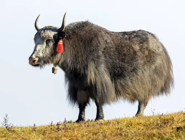 Yak ya da dzo, mavi gökyüzü arka planında siyah beyaz öküz, Latince Bos mutus grunniens