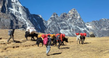 Yak ya da dzo kervanı, Everest ana kampı, Khumbu vadisi, Solu Khumbu, Nepal Himalayas dağları yolunda.