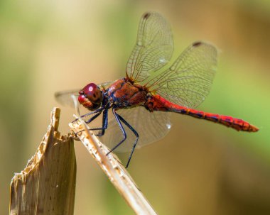 Latince Sympetrum Sanguineum 'da kırmızı yusufçuk.