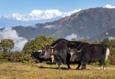 Himalayalar 'da öküz ya da dzo, Himalayalar' ın eteklerinden güzel manzara, bir grup öküz, Nepal Himalayaları dağları, latin boz mutus grunniens